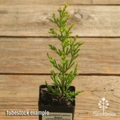 Cupressus Lemon Scent - Lemon Cypress 11 Cupressus Lemon Scent - Lemon Cypress -Outdoor Garden Care apo cupressus lemon scent tubestock top