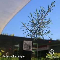 Chamelaucium Dancing Queen - Waxflower 13 Chamelaucium Dancing Queen - Waxflower -Outdoor Garden Care apo dancing queen tubestock