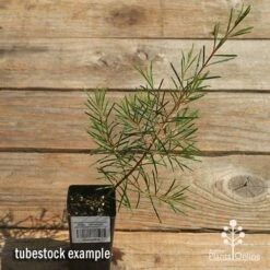 Chamelaucium Dancing Queen - Waxflower 19 Chamelaucium Dancing Queen - Waxflower -Outdoor Garden Care apo dancing queen tubestock top