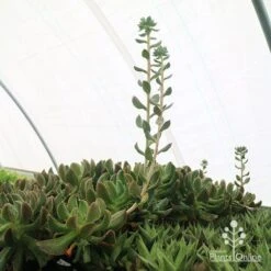 Echeveria Dark Vader - Succulent -Outdoor Garden Care apo dark vader new shoots