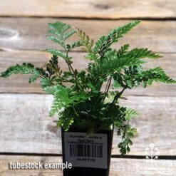 Humata - Rabbit's Foot Fern -Outdoor Garden Care apo davallia humata fern