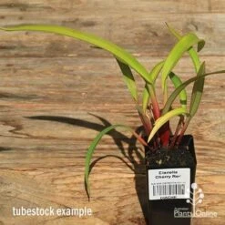 Dianella Cherry Red -Outdoor Garden Care apo dianella cherry red tubestock alt