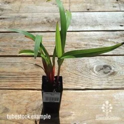Dianella Cherry Red -Outdoor Garden Care apo dianella cherry red tubestock top