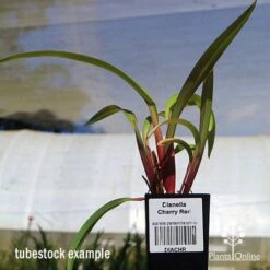 Dianella Cherry Red -Outdoor Garden Care apo dianella cherry red tubestock3