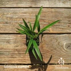 Dianella Little Jess 16 Dianella Little Jess -Outdoor Garden Care apo dianella little jess tubestock top