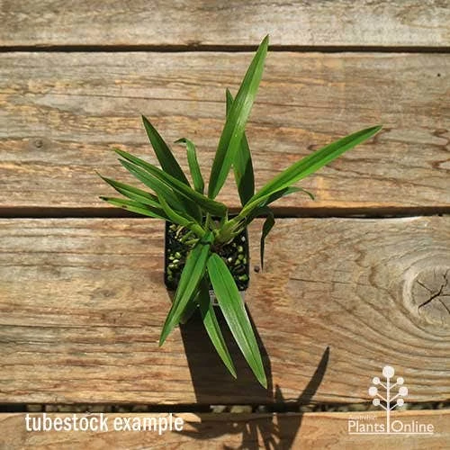 Dianella Little Jess 7 Dianella Little Jess - Image 7