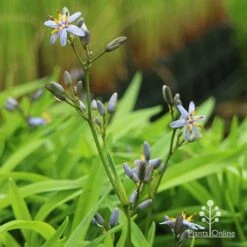 Dianella Petite Marie 14 Dianella Petite Marie -Outdoor Garden Care apo dianella petite marie flower stems