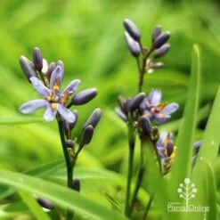 Dianella Petite Marie 18 Dianella Petite Marie -Outdoor Garden Care apo dianella petite marie flowers