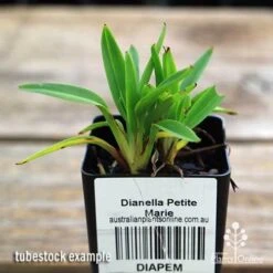 Dianella Petite Marie 16 Dianella Petite Marie -Outdoor Garden Care apo dianella petite marie tubestock