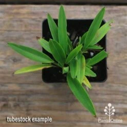 Dianella Petite Marie 17 Dianella Petite Marie -Outdoor Garden Care apo dianella petite marie tubestock top