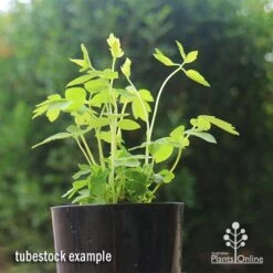 Dicentra Alba - Bleeding Heart - 75mm BIGGER Size -Outdoor Garden Care apo dicentra alba tubestock