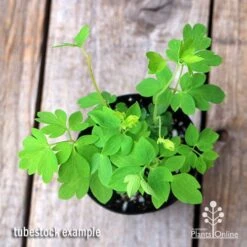 Dicentra Alba - Bleeding Heart - 75mm BIGGER Size -Outdoor Garden Care apo dicentra alba tubestock top