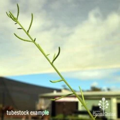 Peperomia Dolabriformis - Prayer Pepper - Succulent -Outdoor Garden Care apo dolabriformis flowerspike