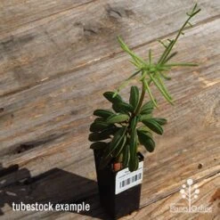 Peperomia Dolabriformis - Prayer Pepper - Succulent -Outdoor Garden Care apo dolabriformis tubestock flower