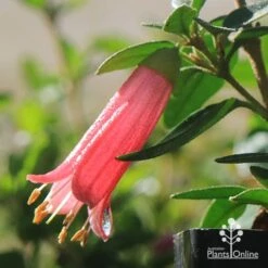 Correa Dusky Bells -Outdoor Garden Care apo dusky bells correa flower raindrop