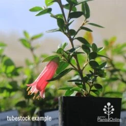 Correa Dusky Bells -Outdoor Garden Care apo dusky bells correa flower tubestock