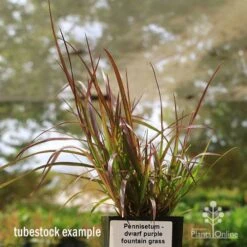 Pennisetum - Dwarf Purple Fountain Grass -Outdoor Garden Care apo dwarf pfg tubestock