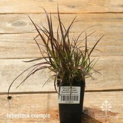 Pennisetum - Dwarf Purple Fountain Grass -Outdoor Garden Care apo dwarf pfg tubestock top