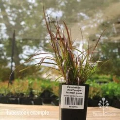 Pennisetum - Dwarf Purple Fountain Grass -Outdoor Garden Care apo dwarf pfg tubestock2