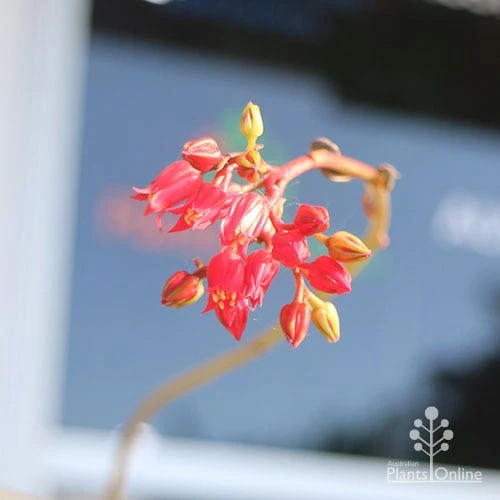 Echeveria Black Knight - Succulent 2 Echeveria Black Knight - Succulent - Image 2