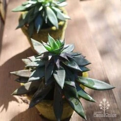 Echeveria Black Knight - Succulent 7 Echeveria Black Knight - Succulent -Outdoor Garden Care apo echeveria black knight pair