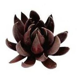 Echeveria Black Knight - Succulent 8 Echeveria Black Knight - Succulent -Outdoor Garden Care apo echeveria black knight promo