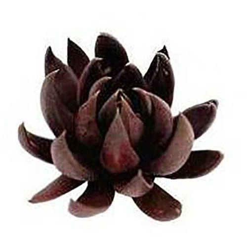 Echeveria Black Knight - Succulent 4 Echeveria Black Knight - Succulent - Image 4