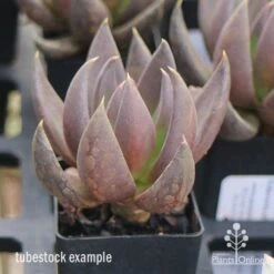 Echeveria Black Knight - Succulent 9 Echeveria Black Knight - Succulent -Outdoor Garden Care apo echeveria black knight tubestock