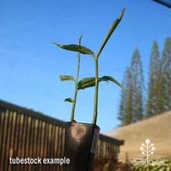 Zingiber - Edible Ginger -Outdoor Garden Care apo edible ginger tubestock
