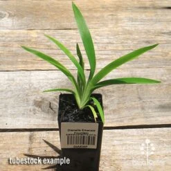 Dianella Emerald Fountain -Outdoor Garden Care apo emerald fountain dianella tubestock top