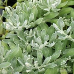 Eremophila Blue Horizon - Emu Bush -Outdoor Garden Care apo eremophila blue horizon foliage
