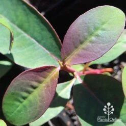 Eucalyptus Olida - Strawberry Gum -Outdoor Garden Care apo eucalyptus olida purple