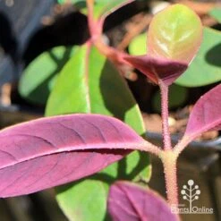 Eucalyptus Olida - Strawberry Gum -Outdoor Garden Care apo eucalyptus olida purple leaf