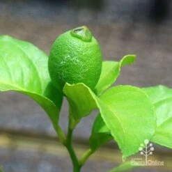 Citrus - Lemon Eureka -Outdoor Garden Care apo eureka lemon tubestock fruiting