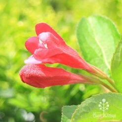 Weigela Eva Rathke 21 Weigela Eva Rathke -Outdoor Garden Care apo eva rathke weigela flowerbuds