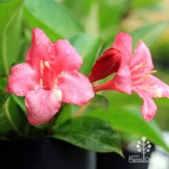 Weigela Eva Rathke 23 Weigela Eva Rathke -Outdoor Garden Care apo eva rathke weigela flowers 1