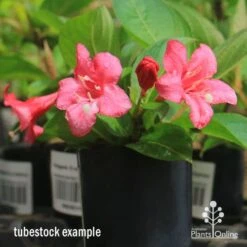 Weigela Eva Rathke 17 Weigela Eva Rathke -Outdoor Garden Care apo eva rathke weigela tubestock flowering