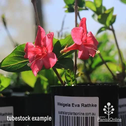 Weigela Eva Rathke 2 Weigela Eva Rathke - Image 2