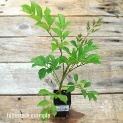 Radermachera Everlasting Beauty 13 Radermachera Everlasting Beauty -Outdoor Garden Care apo everlasting beauty radermachera tubestock top