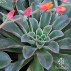 Echeveria Fantastic Fountain - Succulent -Outdoor Garden Care apo fantastic fountain fountaining