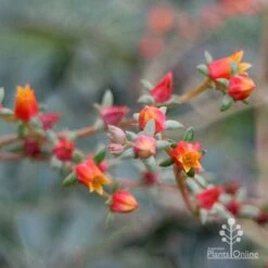 Echeveria Fantastic Fountain - Succulent -Outdoor Garden Care apo fantasticfountain flowers