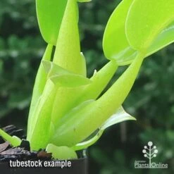 Philodendron Fat Boy 9 Philodendron Fat Boy -Outdoor Garden Care apo fat boy tubestock stems
