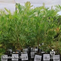 Grevillea Ned Kelly 15 Grevillea Ned Kelly -Outdoor Garden Care apo feb ned kelly