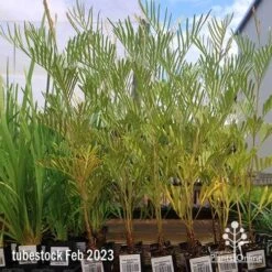 Grevillea Sandra Gordon -Outdoor Garden Care apo feb sandra gordon