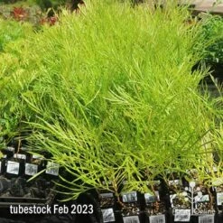 Grevillea Yamba Sunshine 11 Grevillea Yamba Sunshine -Outdoor Garden Care apo feb yamba sunshine