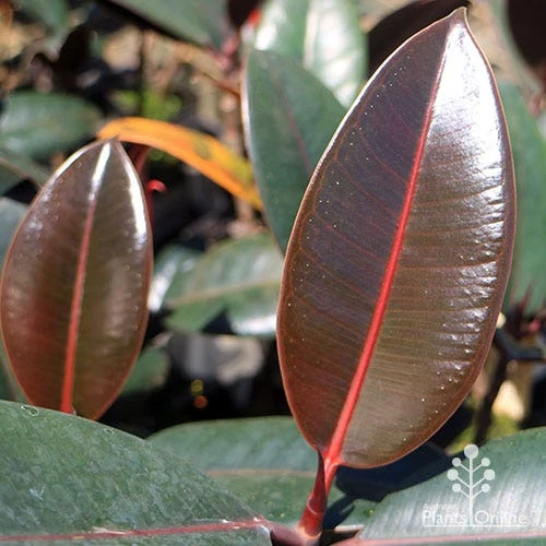 Ficus Elastica Burgundy - Rubber Plant 2 Ficus Elastica Burgundy - Rubber Plant - Image 2