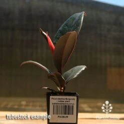 Ficus Elastica Burgundy - Rubber Plant 16 Ficus Elastica Burgundy - Rubber Plant -Outdoor Garden Care apo ficus burgundy rubber plant tubestock