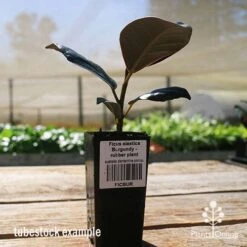 Ficus Elastica Burgundy - Rubber Plant 19 Ficus Elastica Burgundy - Rubber Plant -Outdoor Garden Care apo ficus burgundy tubestock