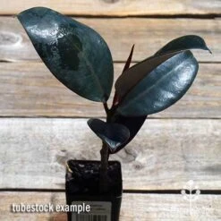Ficus Elastica Burgundy - Rubber Plant 14 Ficus Elastica Burgundy - Rubber Plant -Outdoor Garden Care apo ficus burgundy tubestock top