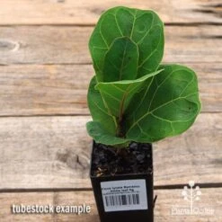 Ficus Lyrata Bambino - Fiddle Leaf Fig -Outdoor Garden Care apo ficus lyrata bambino tubestock top